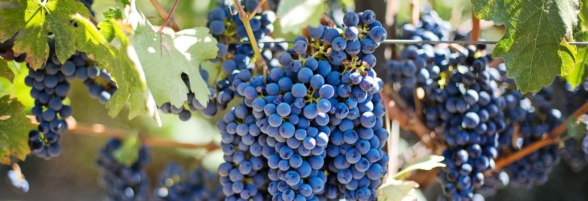 Le carnet du vigneron - Domaine de Bablut