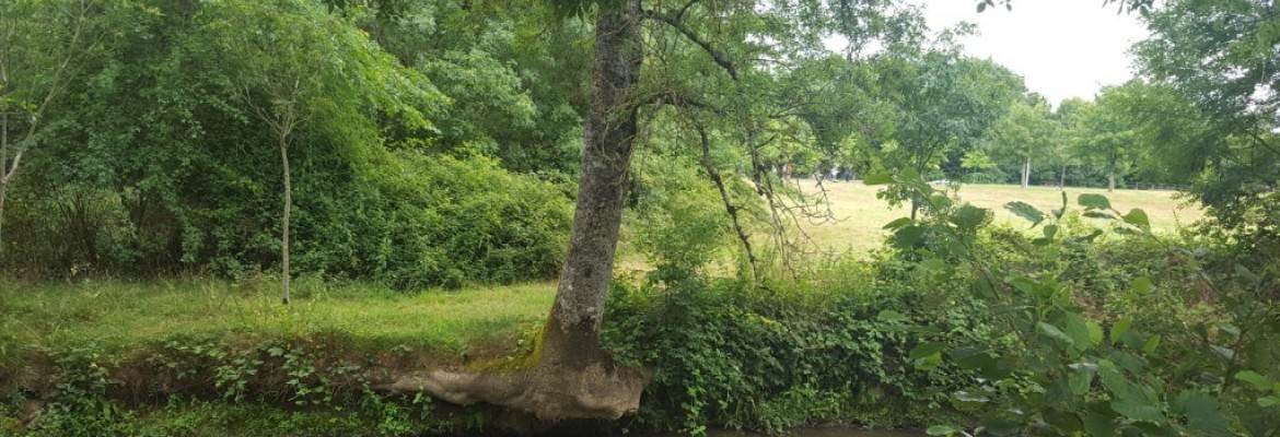 Le long de l'Yon Le long de l'Yon
