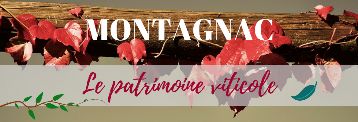 Image à la une du : Le petit vigneron, découverte du patrimoine viticole à Montagnac