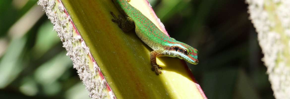 Image à la une du : Balade connectée autour du Gecko Vert de Manapany à Saint-Joseph