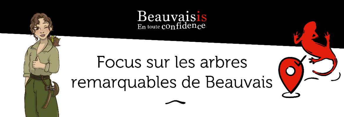 Focus sur les arbres remarquables de Beauvais