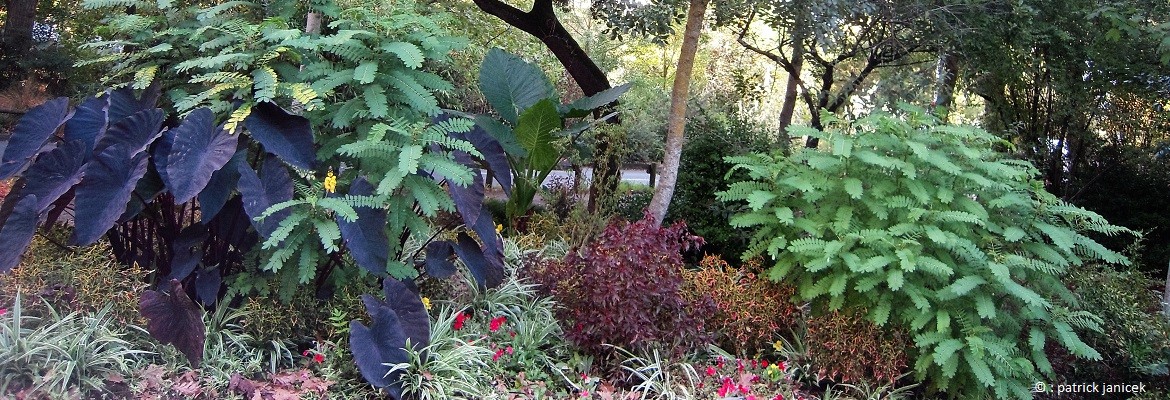 La sorcière du parc Charruyer
