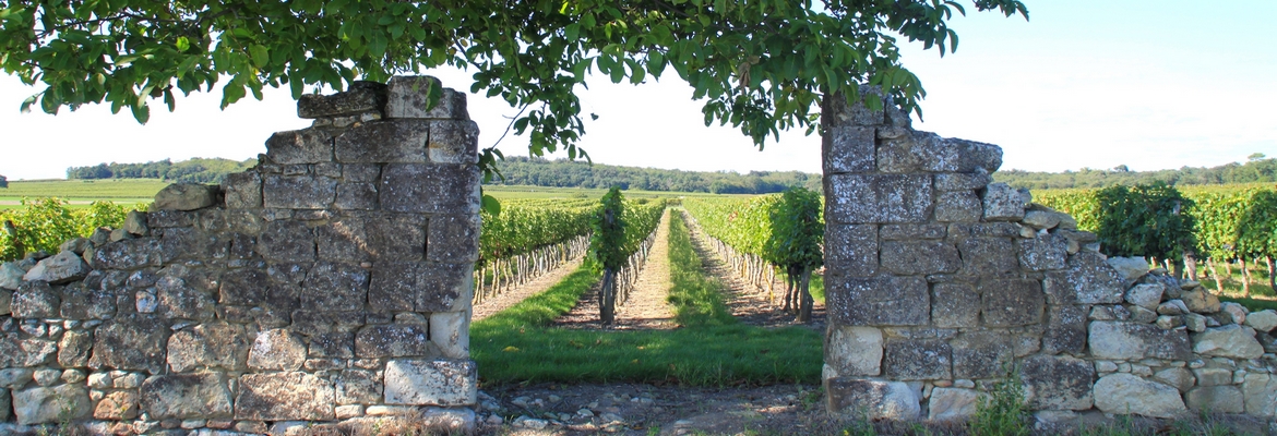 Les enquêtes dans le vignoble - Cold Case en Saumur-Champigny