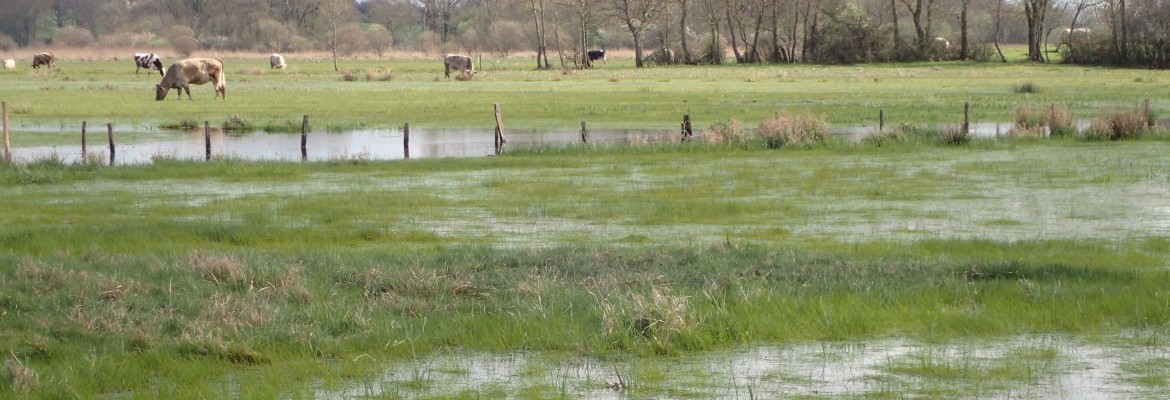 Le marais de Lutin Tamar