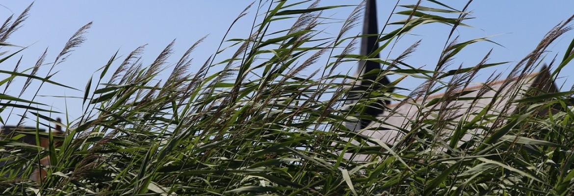 Image à la une du : En'Quête de plantes au port de Lavau - Mais où est passée la Loire ? à Lavau-sur-Loire