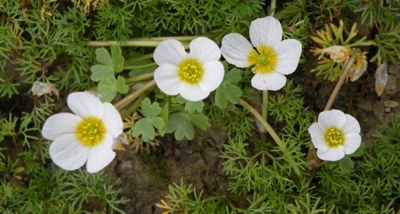 Vous admirerez au printemps