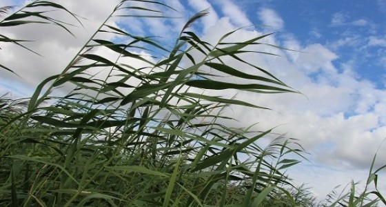 A la recherche de la Loire