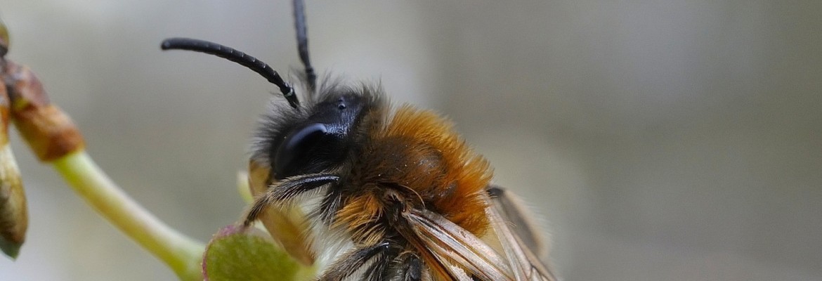 Mission Osmia, l'abeille sauvage !